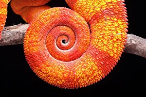 Panther chameleon (Furcifer pardalis) coiled tail close up on black background, Ambilobe, Madagascar