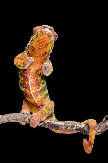 Panther chameleon (Furcifer pardalis) rearing up, on black background, Diego Suarez