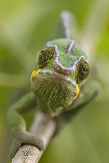 Lizards Prints: Panther chameleon (Furcifer pardalis) walking along branch, Madagascar