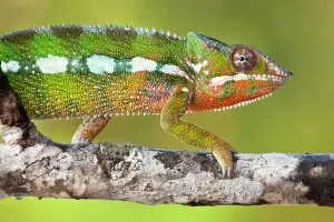 Panther chameleon {Furcifer pardalis} walking along branch, Masoala Peninsula National Park, north east Madagascar
