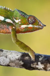 Panther Chameleon {Furcifer pardalis} walking along branch, Masoala Peninsula National Park