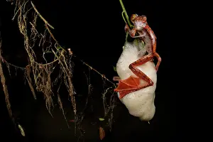 Borneo Prints: Panther flying frog (Rhacophorus pardalis) female depositing eggs in nest made of protein rich mucus hanging from leaf
