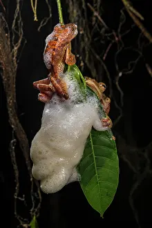 Panther flying frog (Rhacophorus pardalis) females depositing eggs in nest made of protein rich mucus hanging from leaf, Kubah National Park, Sarawak, Borneo