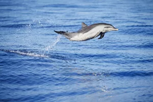 August 2022 Highlights Gallery: Pantropical spotted dolphin (Stenella attenuata), juvenile, leaping out of the ocean, Hawaii