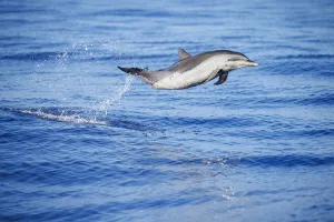 August 2022 Highlights Collection: Pantropical spotted dolphin (Stenella attenuata), juvenile, leaping out of the ocean, Hawaii