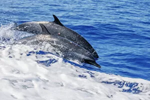 January 2023 Highlights Gallery: Two Pantropical spotted dolphins (Stenella attenuata) side by side, porpoising