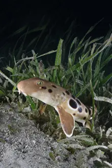 Papua New Guinea Prints: Papuan epaulette shark (Hemiscyllium hallstromi) resting among vegetation on seabed
