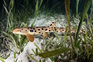 Papua New Guinea Prints: Papuan epaulette shark (Hemiscyllium hallstromi) resting among vegetation on seabed