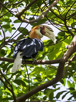 Images Dated 10th December 2020: Papuan hornbill (Rhyticeros plicatus) male perched in tree. Papua New Guinea