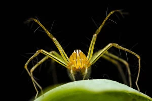 Papuan lynx spider (Oxyopes papuanus), Adelaide River, Northern Territory, Australia