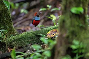 Pitta Prints: Papuan pitta (Erythropitta macklotii) perched on moss-covered branch