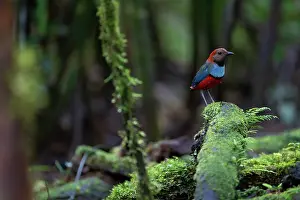 Pitta Prints: Papuan pitta (Erythropitta macklotii) perched on moss-covered branch