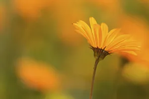 Images Dated 7th August 2015: Parachute daisies (Ursinia anthemoides) Little Karoo, Western Cape, South Africa