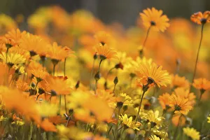 Orange Prints: Parachute daisies (Ursinia anthemoides) Little Karoo, Western Cape, South Africa