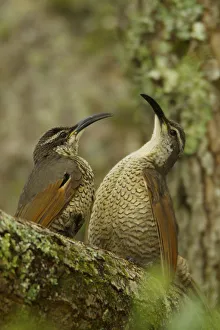 Paradise Riflebird (Ptiloris paradiseus) young males size each other up between practice displays