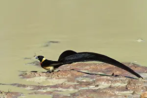 Plumage Prints: Paradise whydah (Vidua paradisaea) male in breeding plumage