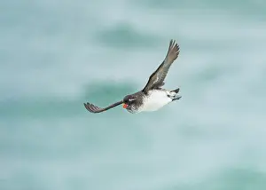 Pribilofs Prints: Parakeet auklet (Aethia psittacula) in flight over water