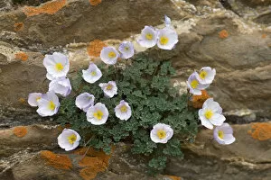 Ascomycetes Gallery: Paraquilegia (Paraquilegia microphylla) growing in rock fissures with crustose lichen