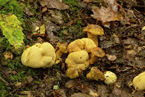 Boletales Prints: Parasitic bolete (Pseudoboletus parasiticus) growing on Common earthball (Scleroderma citrinum)