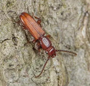 Rhinotia Prints: Parasitic flat bark beetle (Catogenus rufus) portrait, Pennsylvania, USA. May
