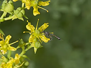 Heather Angel Prints: Parasitic wasp (Gasteruption assectator) nectaring on Common rue (Ruta graveolens)