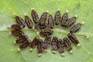 Pupae Prints: Parasitoid wasp (Eulophidae) pupae resting on a leaf