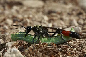 Ichneumonidae Prints: Parasitoid wasp (Ichneumonidae) carrying a large paralysed caterpillar to its nesting hole