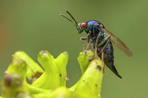 Iridescence Prints: Parasitoid wasp (Ormyrus nitidulus) 5mm long