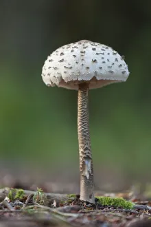 Agaricaceae Prints: Parasol Mushroom (Macrolepiota procera) fruiting body