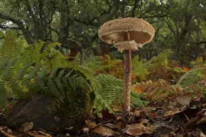 Agaricaceae Prints: Parasol mushroom (Macrolepiota procera) Los Alcornocales Natural park