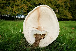 Agaricaceae Prints: Parasol mushroom (Macrolepiota procera) with weakened stipe displaying the gills and veil