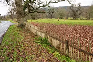 Parks Prints: Park pale made up of internal ditch and a wooden fence