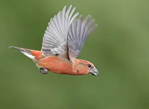 Carduelinae Prints: Parrot crossbill (Loxia pytyopsittacus) male, in flight, Helsinki, Finland. November
