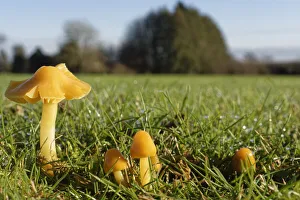 May 2021 Highlights Prints: Parrot waxcap (Hygrocybe psittacina) clump growing on a golf course, Box, Wiltshire, UK