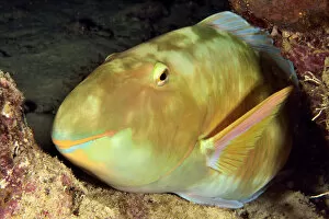2020 February Highlights Gallery: Parrotfish (Scarus / Chlorurus sp.) sleeping at night, New Caledonia, Pacific Ocean