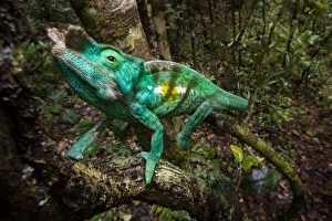 Rainforest Gallery: Parsons Chameleon (Calumma parsonii) climbing in rainforest understorey