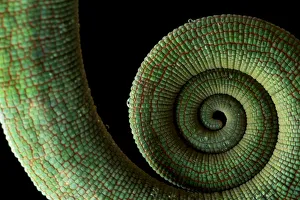 Images Dated 30th April 2017: Parsons Chameleon (Calumma parsonii) Andasibe-Mantadia National Park, Moramanga, Madagascar