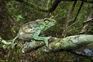 Parsons chameleon {Calumma parsonii} female walking along vine in tropical rainforest habitat