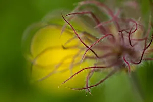 Images Dated 29th June 2009: Pasque flower (Pulsatilla sp) seedhead, Liechtenstein, June 2009