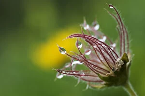 Images Dated 28th June 2009: Pasque flower (Pulsatilla sp) seedhead with water droplets on it, Liechtenstein