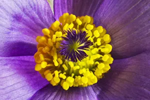 Anthers Gallery: Pasque flower (Pulsatilla vulgaris), at Barnsley Warren near Cirencester, Gloucestershire