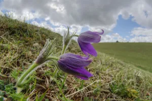 Steve Nicholls - Flowers Of The Field Prints: Pasque flower (Pulsatilla vulgaris), at Barnsley Warren near Cirencester, Gloucestershire