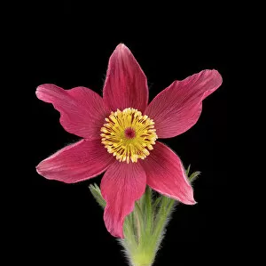 April 2023 Highlights Collection: Pasque flower (Pulsatilla vulgaris), visible light, studio environment