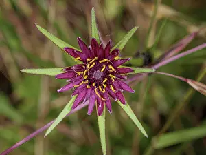 Umbria Prints: Pasture goatsbeard (Tragopogon hybridum) in flower
