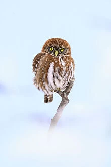 Patagonian / Austral pygmy owl (Glaucidium nana) perched on branch in snow, Torres del Paine National Park, Patagonia