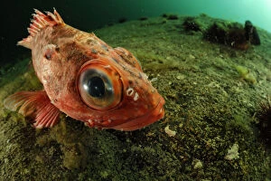 Patagonian redfish (Sebastes oculatus) about 4cm, Comau Fjord, Patagonia, Chile