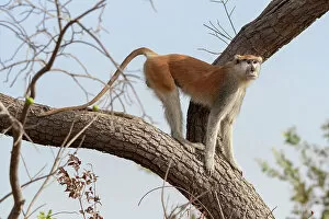 October 2022 Highlights Collection: Patas monkey (Cercopithecus patas) standing on a tree branch at roadside between Jajanburreh