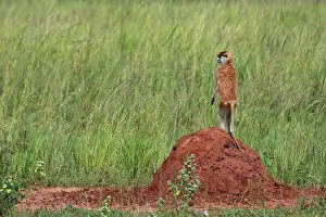 Termite Mound Prints: Patas monkey (Erythrocebus patas) standing alert on top of termite mound