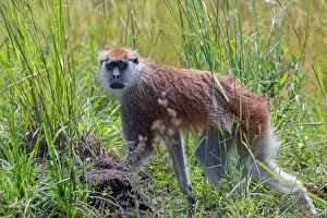 Patas monkey (Erythrocebus patas) walking through long grass, Murchison Falls National Park, Uganda