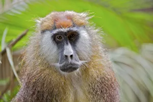 Patas Monkey / Wadi monkey / Hussar monkey (Erythrocebus patas) Laikipia game reserve